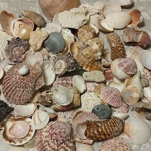 Various Seashells.